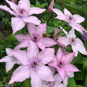 Meet your Posher, Lynn